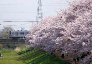 柳瀬川