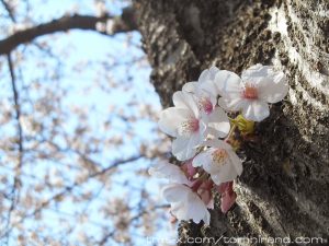 柳瀬川の土手